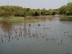 -昆山城市生态森林公园