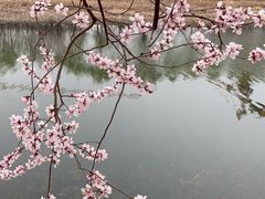 -桃花堤公园