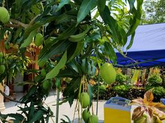 -西双版纳傣族园