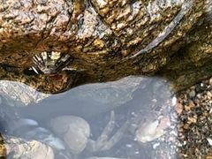 -青岛石老人海水浴场