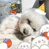 家有宠物 平淡生活 无限乐趣🐶