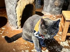 -猫猫幼稚园·撸猫·桌游·电玩