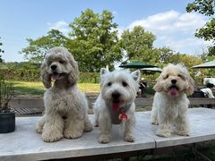 -趣多多宠物公园·宠物训犬学校·宠物寄养