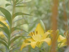 -南通洲际绿博园