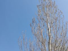 -野鸭湖国家湿地公园