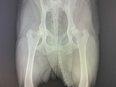 -达爱动物医院·犬猫分区·CT·复杂眼科(远洋山水分院)