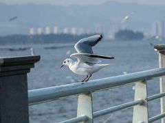 -海埂大坝