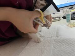 -瑞派雷欧宠物医院·中兽医·眼科·急重症转诊中心(黄台店)