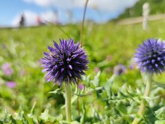 -白草畔自然风景区