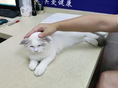 -艾贝尔宠物医院·狂犬免疫点(江山金象城店)