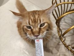 -藏猫猫咖啡主题馆(中央大道店)