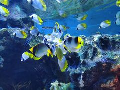-海合安成都极地海洋公园