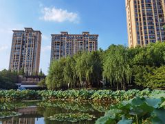 -陈家山荷花公园