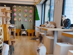 -有喵·猫咖·狗咖·30几只猫10只小狗(岗厦店)