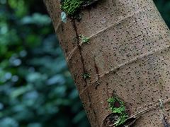 -南宁良凤江国家森林公园