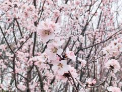 -桃花堤公园
