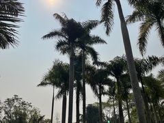 -中国科学院西双版纳热带植物园