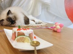 -共舞时光猫咖·狗咖(新街口店)