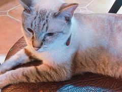 -李小姐の猫咖啡馆(五角场店)