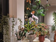 -花神·轻食简餐·咖啡馆·花卉绿植(荷兰花卉小镇店)