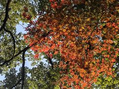 -杭州半山国家森林公园