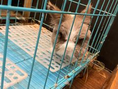 -志龙皇冠吃货椰子铺