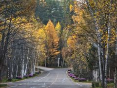 -五营红松林海景区