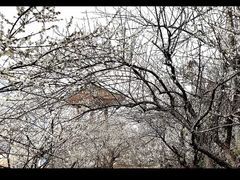 -广州市流溪河国家森林公园