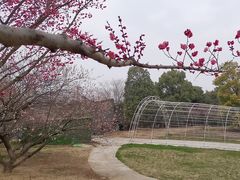 -秀丽东方