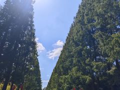 -黄海国家森林公园