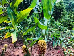 -中国科学院西双版纳热带植物园