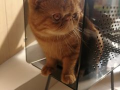 -飞行喵MR PILOT|猫舍·猫咖(静安大融城店)