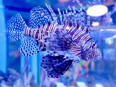 -瑞普利水族馆