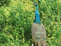 -北京麋鹿生态实验中心