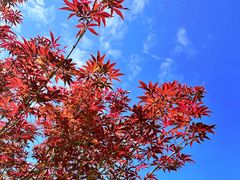 -广州市帽峰山景区