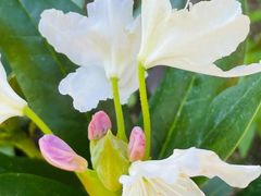 -白沙门生态公园