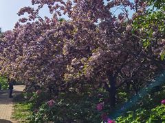 -洛阳郁金香牡丹园