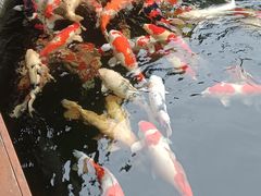 -香麒园·过桥米线·南湖雅宴