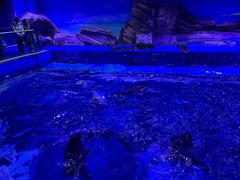 -上海海昌海洋公园-冰山北极馆
