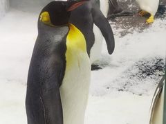 -大连圣亚海洋世界