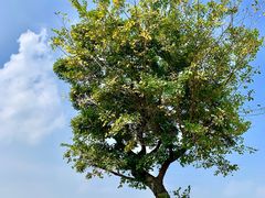 景点-鹅湖玫瑰文化园