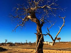 -沙漠世界地质公园