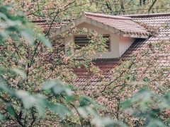 -南山植物园