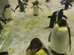 -大连圣亚海洋世界