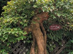 -上海醉白池公园