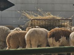 -青藏高原野生动物园