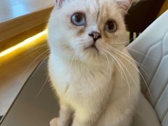 -猫腻·猫咖·撸猫馆(星光大道店)
