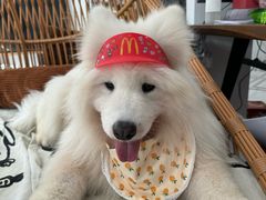 -星多哈·狗咖·拼豆·咖啡