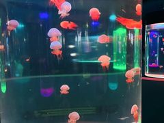 -苏州海洋馆