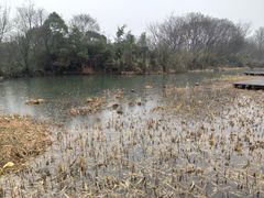 -西溪国家湿地公园